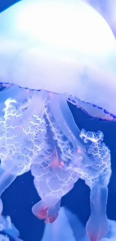 Jellyfish Light Liquid Live Wallpaper