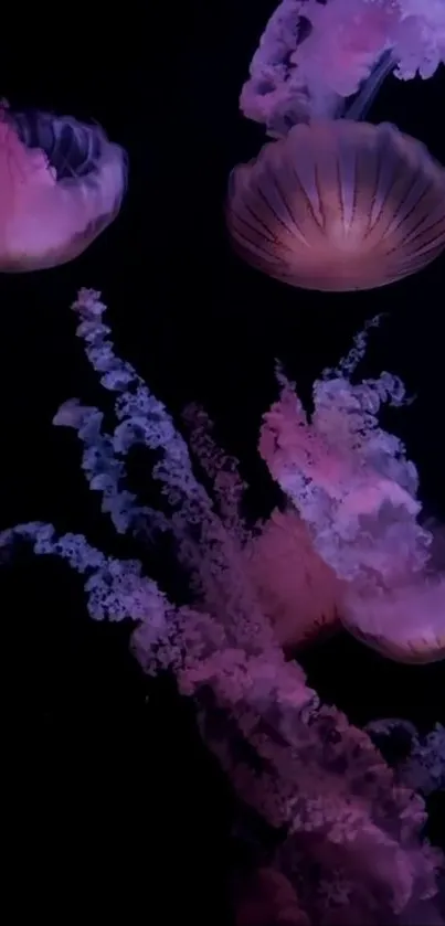 Jellyfish Marine Biology Liquid Live Wallpaper