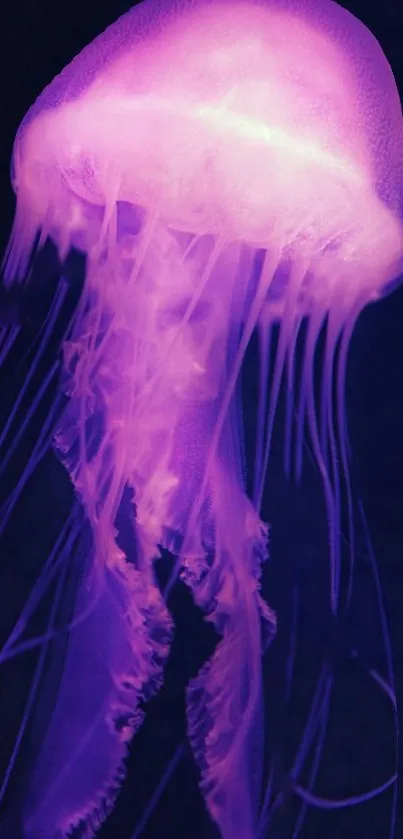 Jellyfish Marine Invertebrates Bioluminescence Live Wallpaper