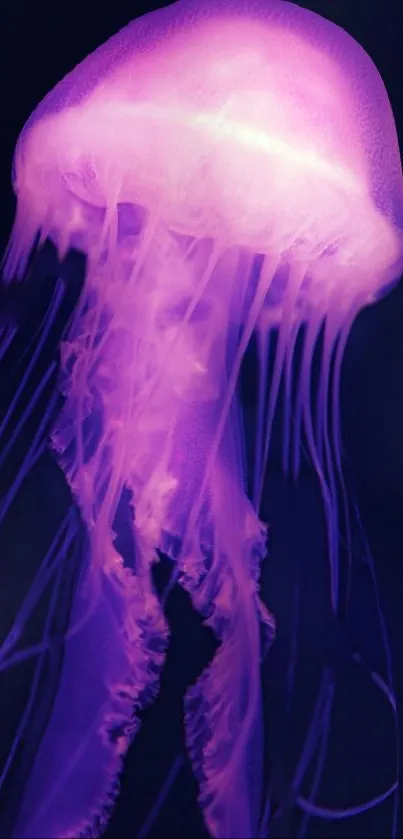 Jellyfish Marine Invertebrates Bioluminescence Live Wallpaper