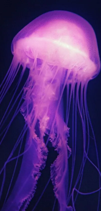 Jellyfish Marine Invertebrates Bioluminescence Live Wallpaper