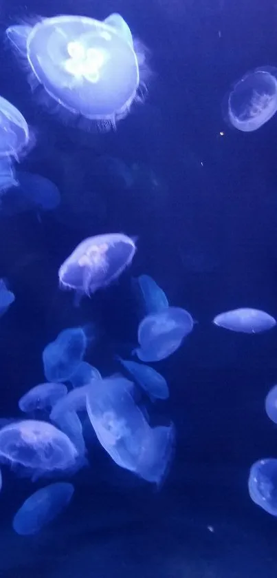 Jellyfish glowing in deep blue ocean background.