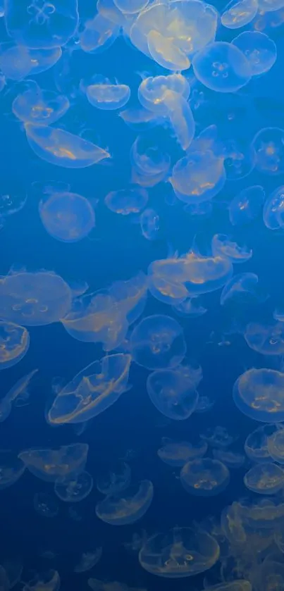 Jellyfish gracefully floating in blue ocean wallpaper.