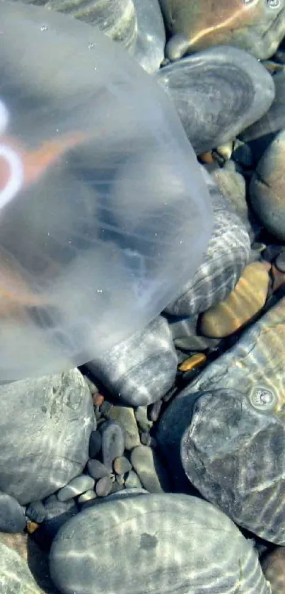 Jellyfish floating above smooth pebbles on a serene beach.