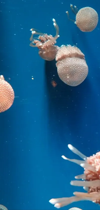 Jellyfish floating against a blue oceanic background.