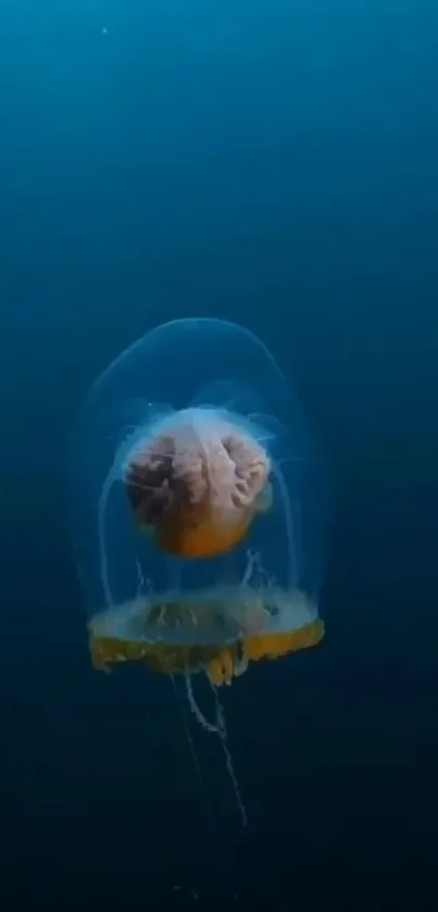 Jellyfish floating gracefully in deep blue ocean.