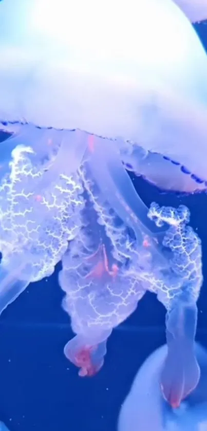 Jellyfish Water Liquid Live Wallpaper