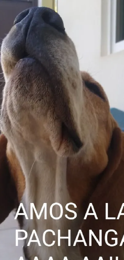 Beagle enjoying outdoors while howling at the sky.