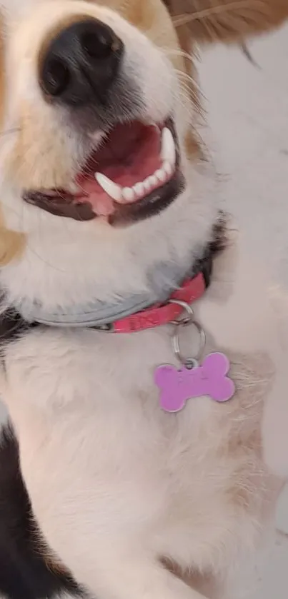 Adorable beagle with a pink tag, smiling joyfully.