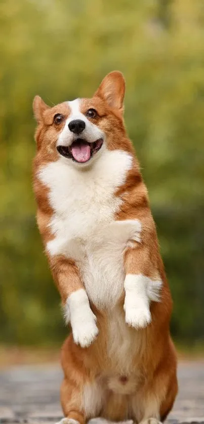 Playful Corgi joyfully standing in autumn scenery, tongue out.