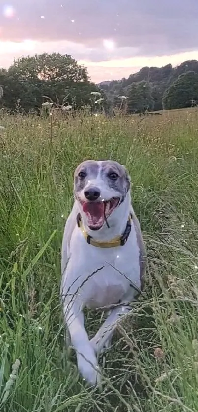 Joyful greyhound running through a lush green meadow at sunset.