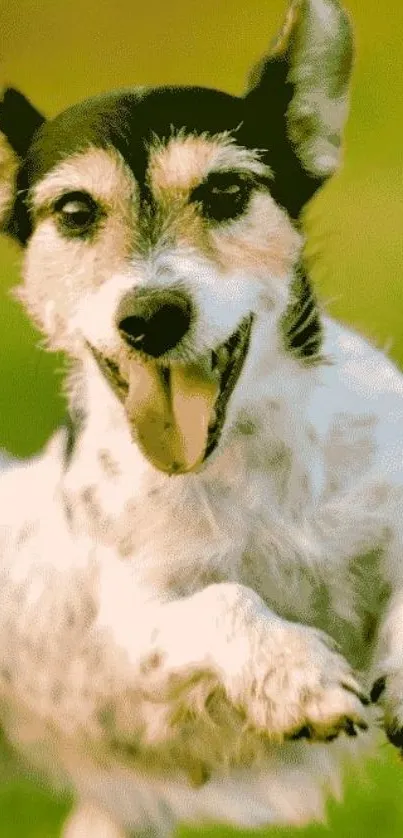 Joyful dog running in sunlit field wallpaper.