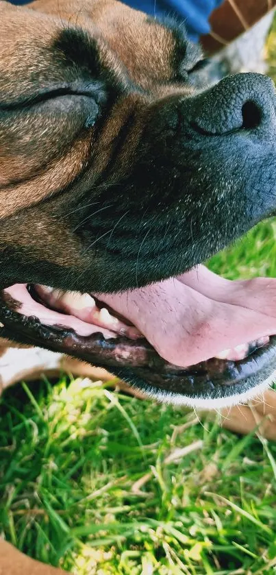 Happy dog basking in sunlight on grass