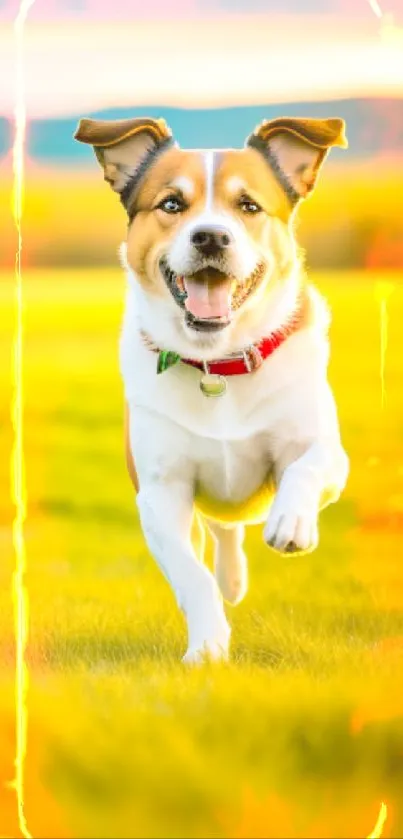 Happy dog running joyfully in a bright, sunny green field.