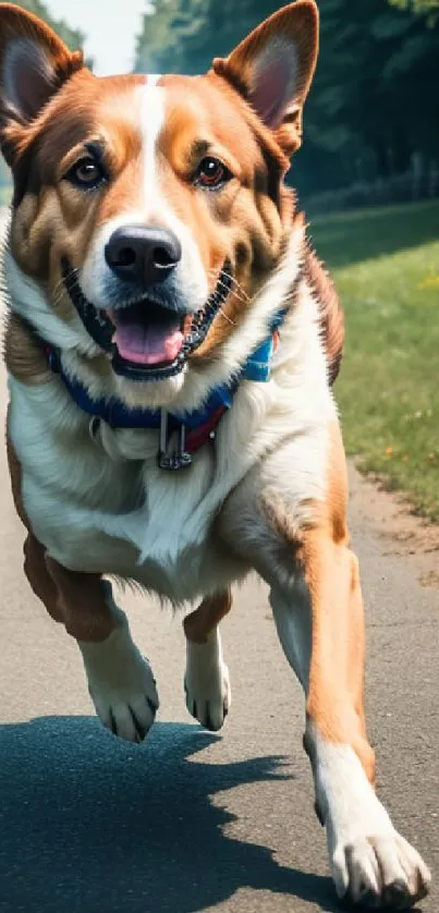 Joyful dog running along a country pathway with greenery.