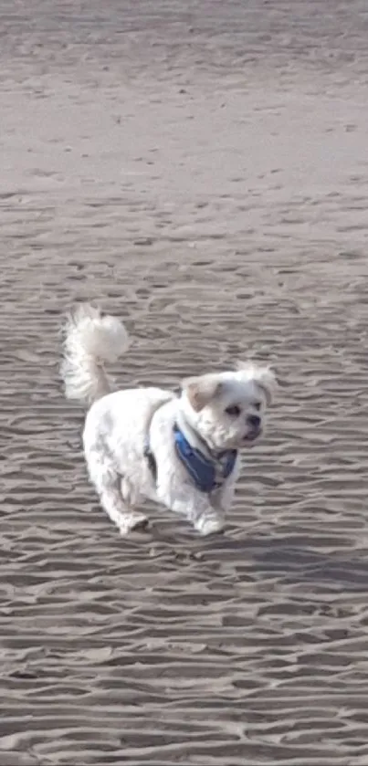 Dog joyfully running on a sandy beach with serene ocean in the background.