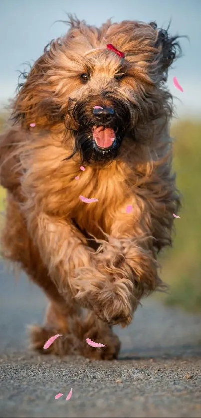 Fluffy dog joyfully running along a sunny path.