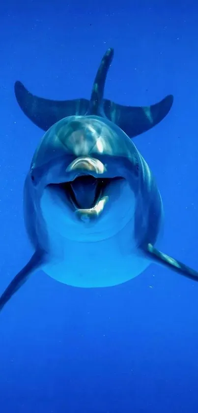 Playful dolphin swimming in vibrant blue ocean.