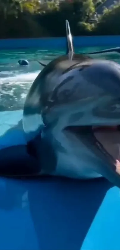 A joyful dolphin splashing in bright blue water.