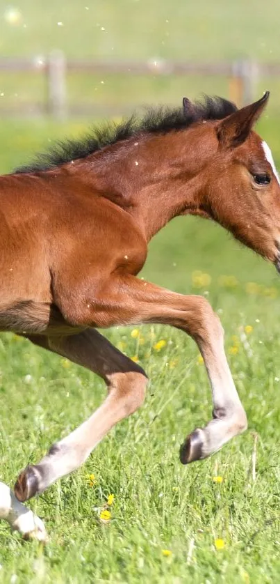 Foal joyfully running across a sunlit field.