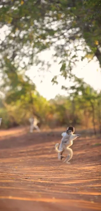 Playful monkeys jumping on a sunlit path in a lush green forest.