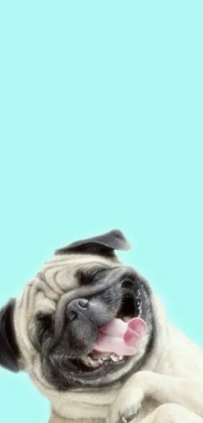 Joyful pug with mint background mobile wallpaper.