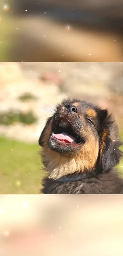 Adorable puppy with a joyful smile in a sunlit outdoor setting.