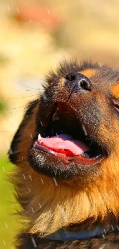 Joyful puppy enjoying the outdoors captured in a mobile wallpaper.