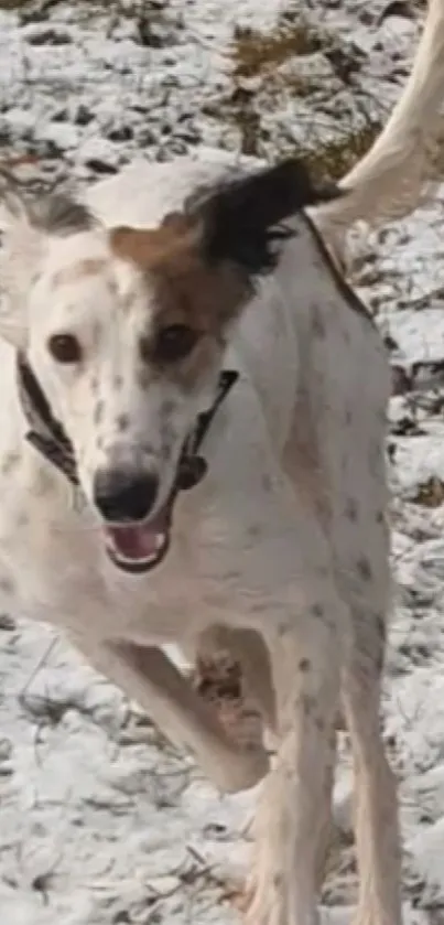 Playful dog running joyfully through snow-covered field.