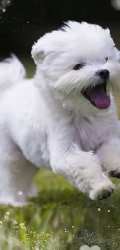 Fluffy white puppy joyfully running on grass.