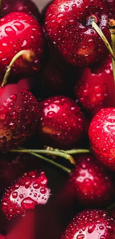 Juicy red cherries with water droplets, perfect for a fresh mobile wallpaper.