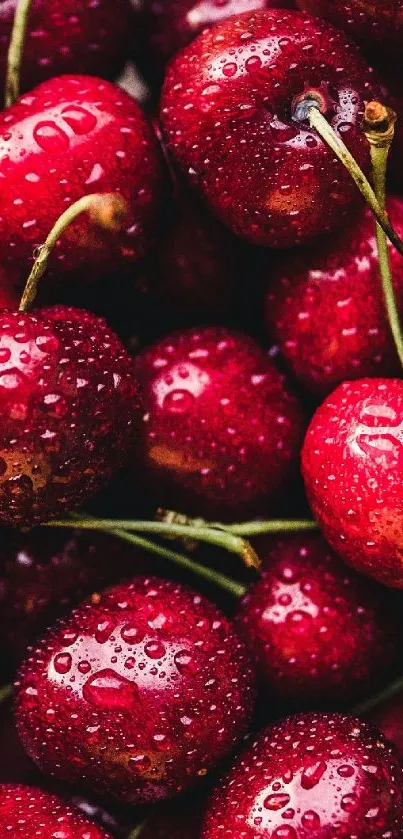 Close-up of red cherries with water droplets in a vibrant and fresh wallpaper.