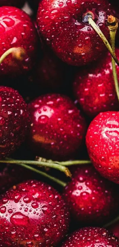 Fresh red cherries with water droplets mobile wallpaper.