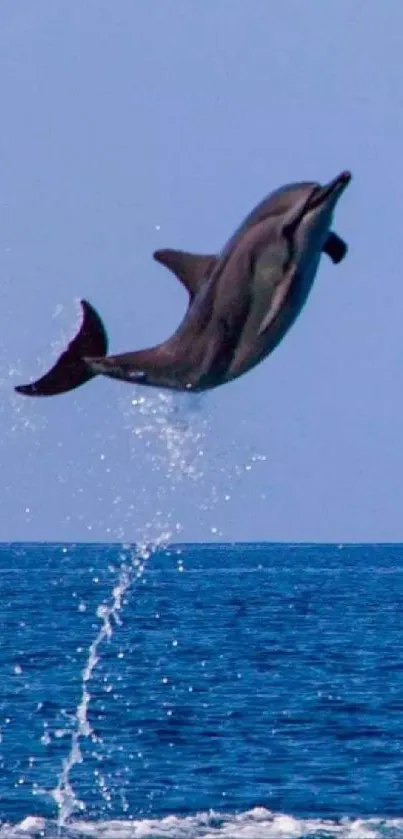 Dolphin leaping from the blue ocean with a splash, under a clear sky.