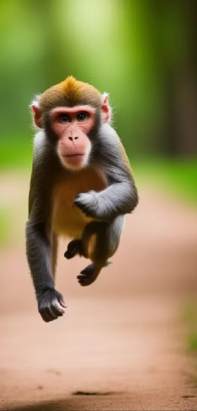 Playful monkey jumping down a sunlit forest path.