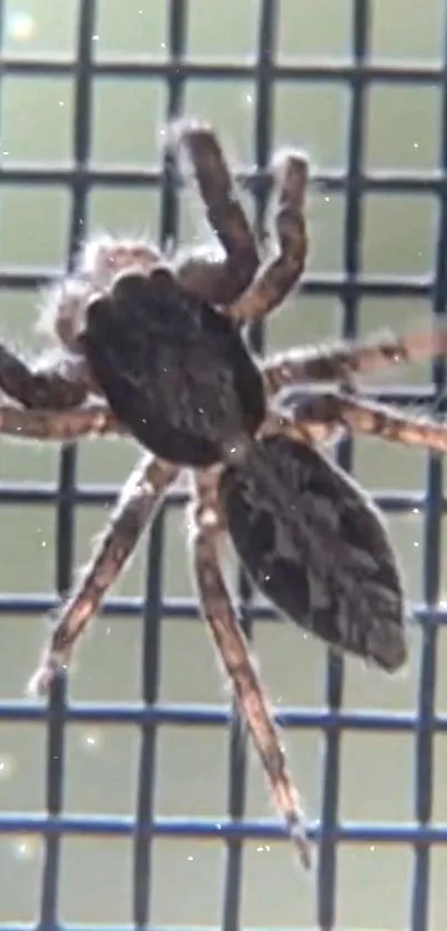 Close-up of a jumping spider on a grid backdrop, showcasing intricate details.