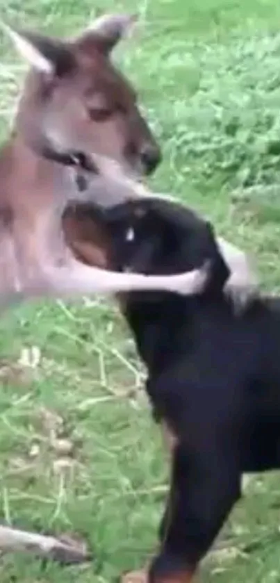 Kangaroo playfully interacts with a dog in a green setting.