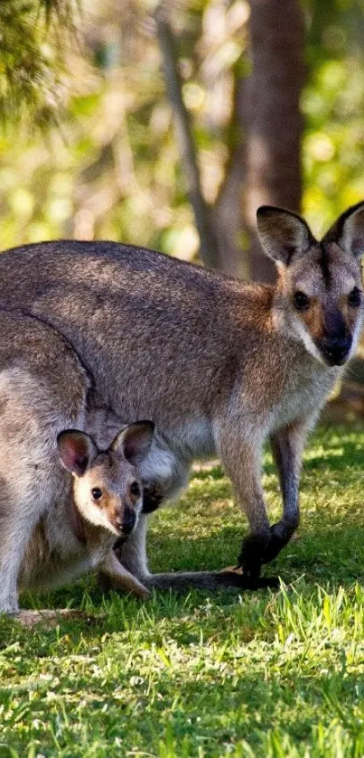 Kangaroo with joey in lush green landscape, perfect mobile wallpaper.