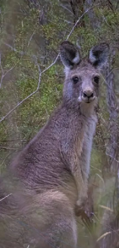 Kangaroo standing in a lush green forest setting.