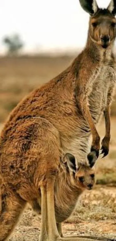 Kangaroo standing in desert landscape mobile wallpaper.