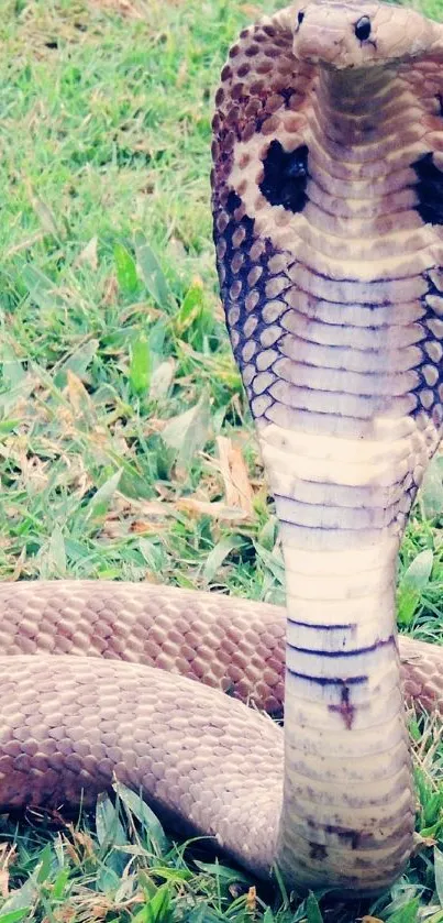 King Cobra Ecoregion Bird Live Wallpaper