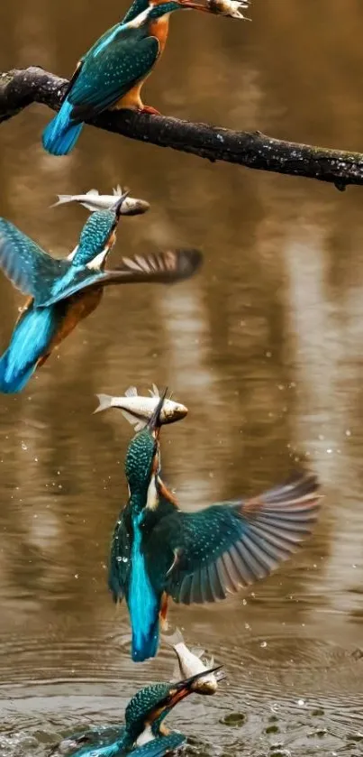 Kingfisher diving and catching fish in action sequence.