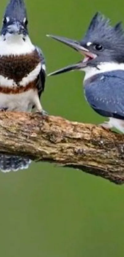 Two kingfisher birds perched on a branch with a green backdrop.