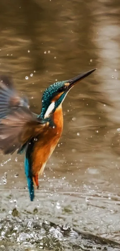 Kingfisher soaring above water with splash effect.