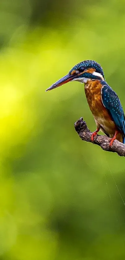 Kingfisher perched on a branch against a green backdrop.