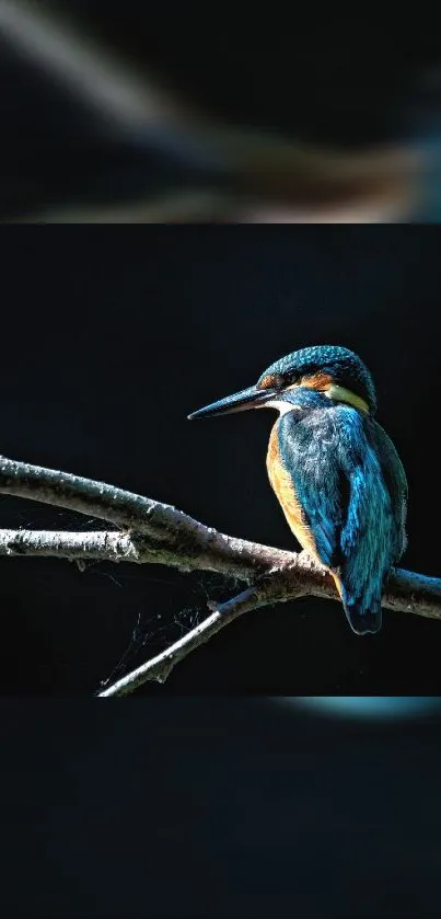 Kingfisher bird perched on a branch with a dark blue background.