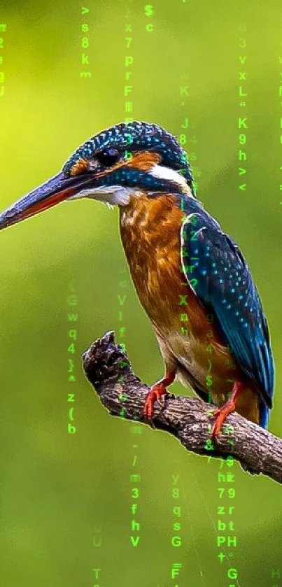 Kingfisher on branch with green blurred background.