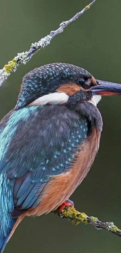 Kingfisher perched on a twig with vibrant blue and green feathers.