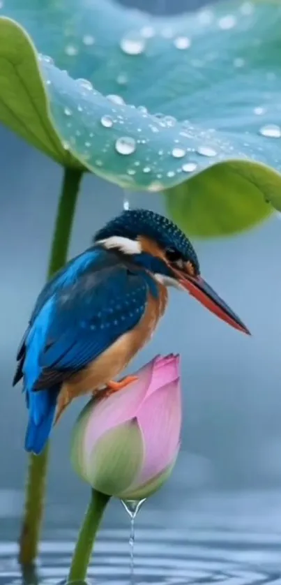 Kingfisher on a pink lotus with green leaves.