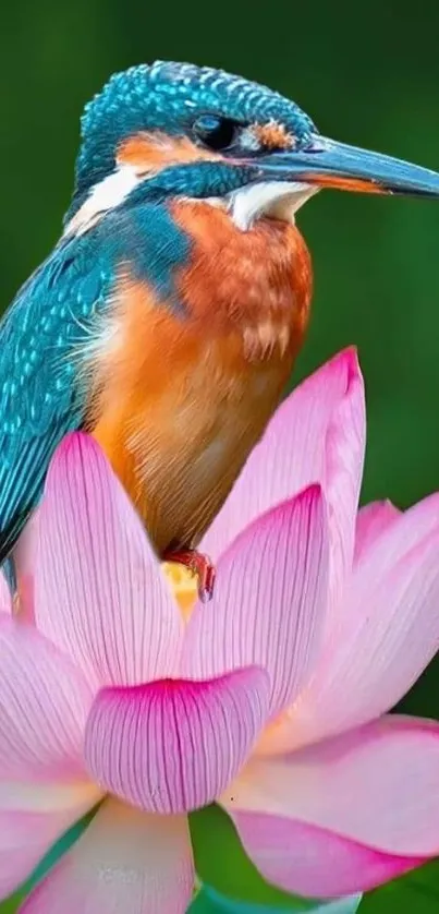 Kingfisher perched on a pink lotus flower.